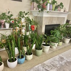 Indoor Plants Sale 15% OFF