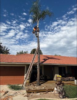 Cheap palm trimmings