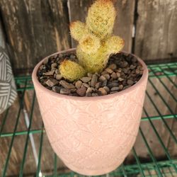 Ceramic Pot With Cactus 