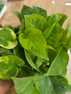 Lemon meringue pothos