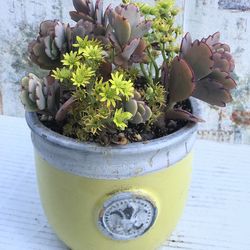 $7 Succulents in yellow heavy pot