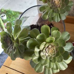 Beautiful Succulent Plant. See Pictures 