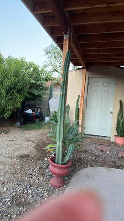 Plants de cactus 🌵 muy bonitos están grandes Buenos precios