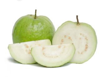 Small Thai guava plant