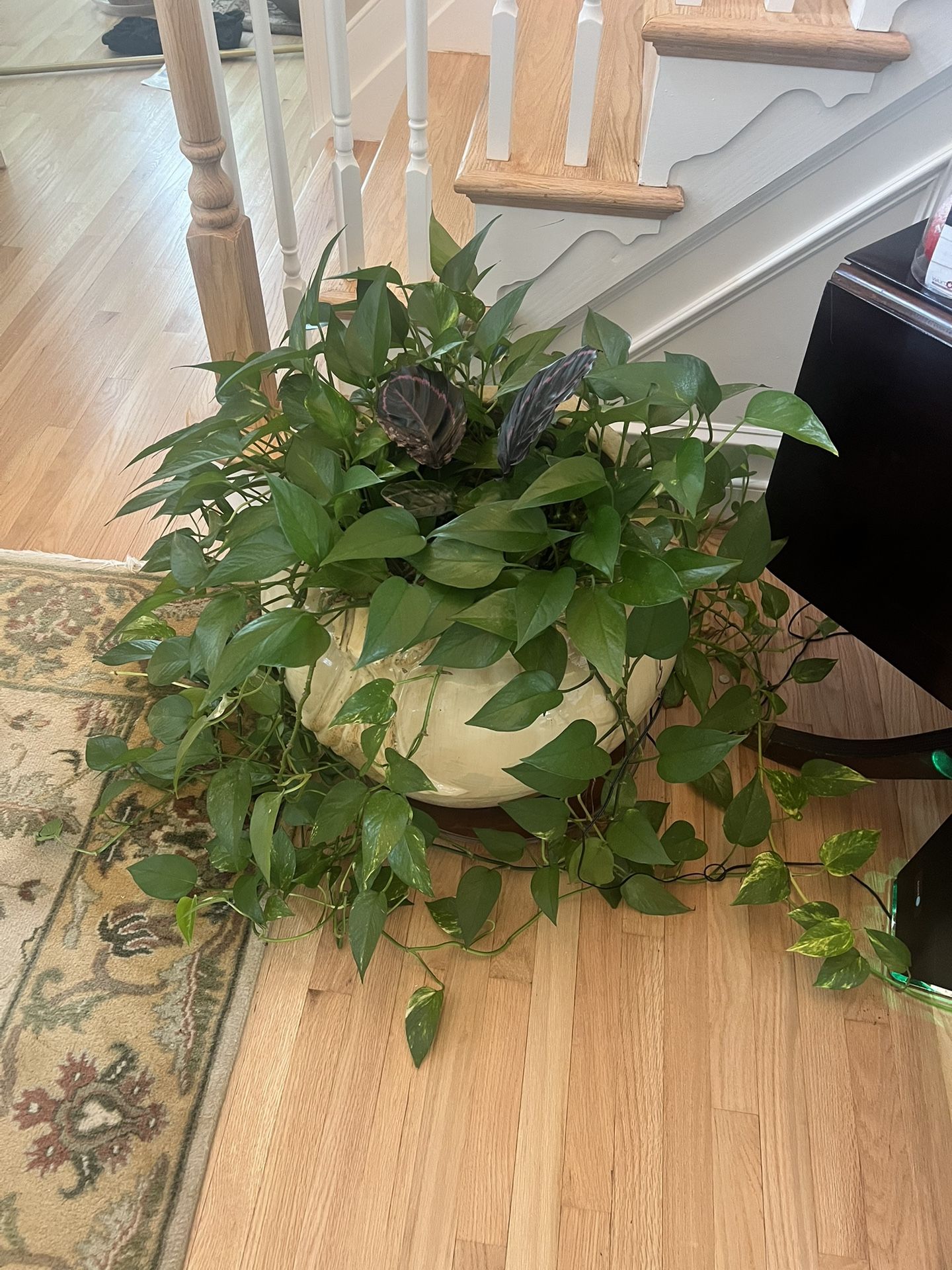 Plant With Ceramic Pot