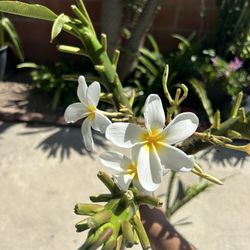 White Plumeria Cuttings 20 For Both