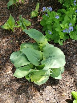 Hosta.  Tall Large Leaves