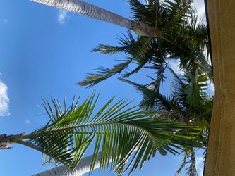 Free palm trees