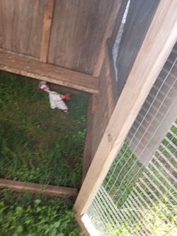 Chicken coop