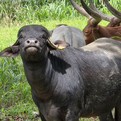 Mounted Basketball  Backstop