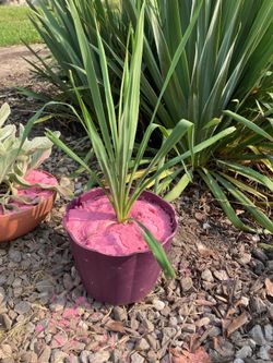 Potted Yucca and Lambs ears