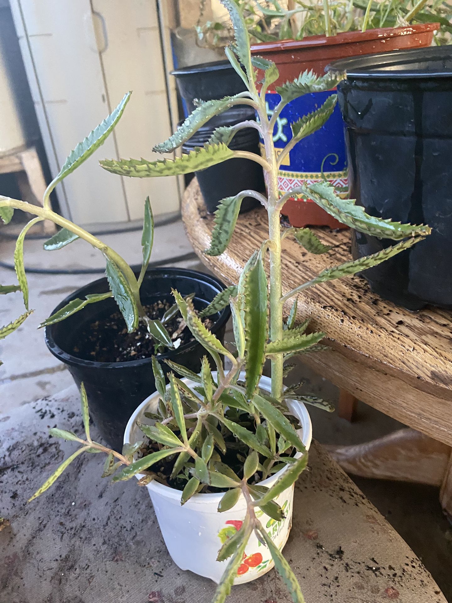 Kalanchoe 
