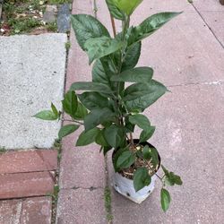 Apple Tree
