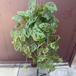 6” monstera swiss cheese 