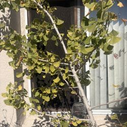 Ginkgo  Biloba Plant 