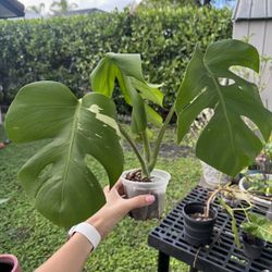 Albo Monstera Fully Rooted Top Cut
