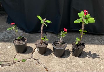 4 (ONLY) small Red crown of thorns $7 each must pick up