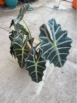 Alocasia bambino 2 plants in the pot