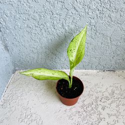 Dieffenbachia  Camouflage  Plant 