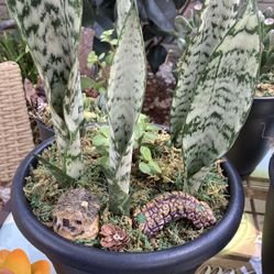 Succulent Fairy Garden