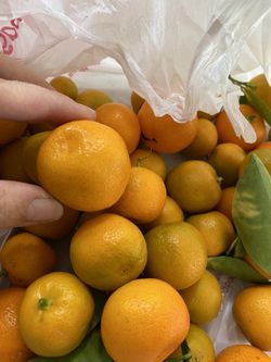Fresh Calamansi 