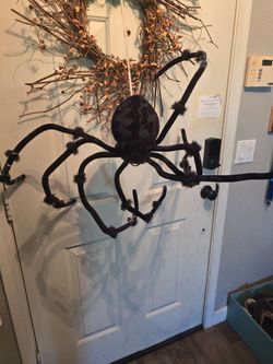 Large fuzzy spider