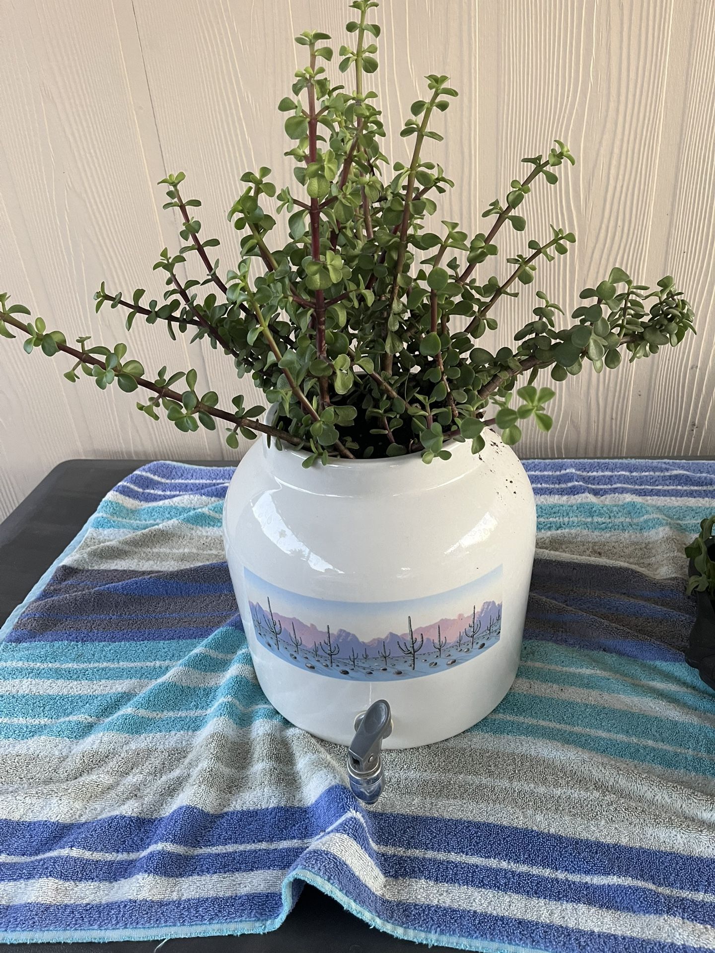Large Ceramic Planter With Succulent Elephant Food Plant $15 Mesa