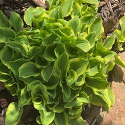 Two toned lime hosta plants