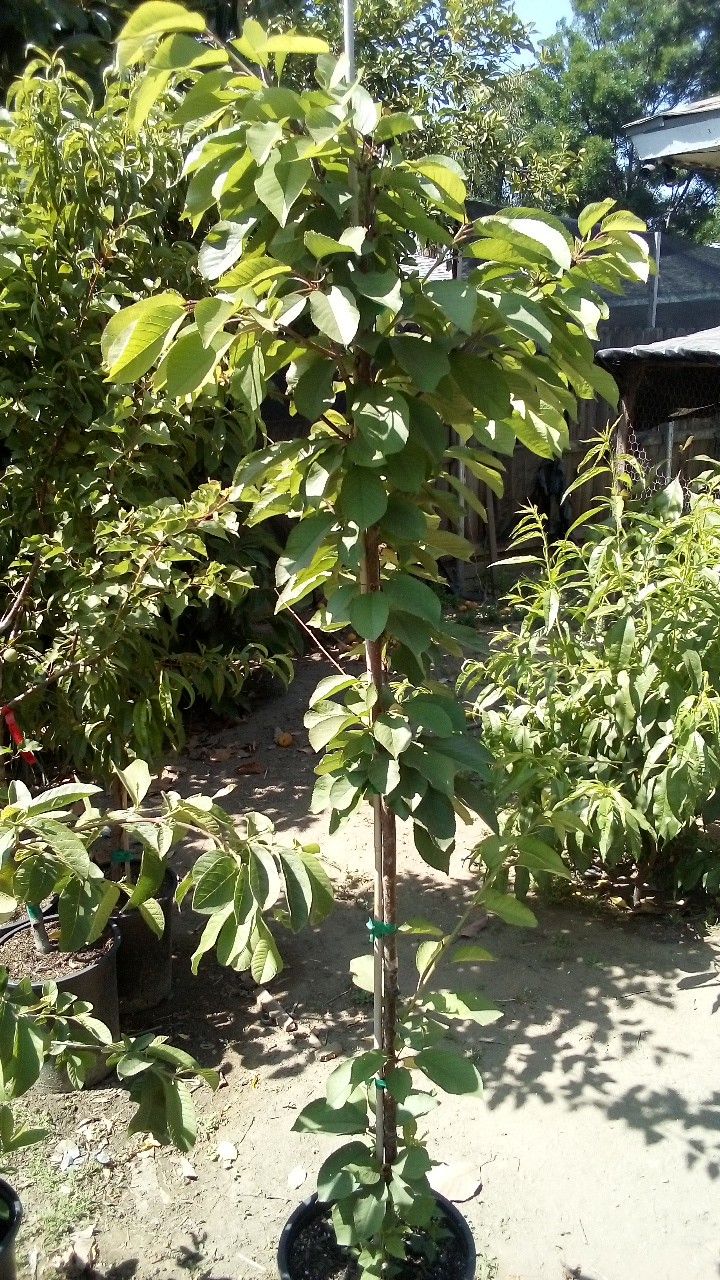 🍒🍑CherryTree (Injertado)Cereza