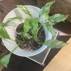 Variegated Peace Lily Plants (read Description Below)