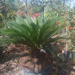 Sago Palm 25gl $225