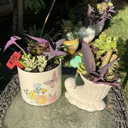 Many Beautiful Succulents 