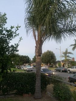 Palm Tree