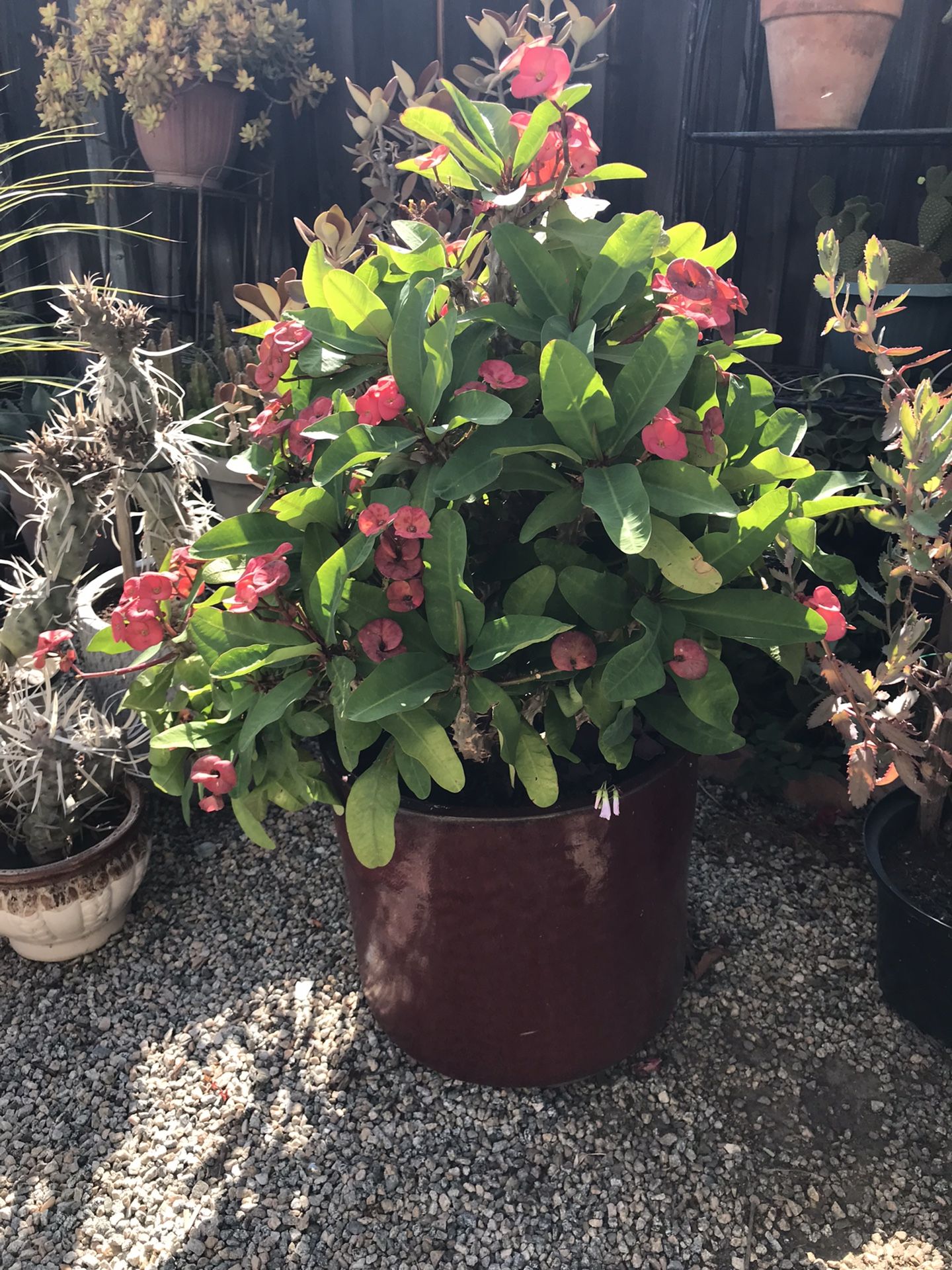 Beautiful crown of thorns plant in glazed ceramic pot