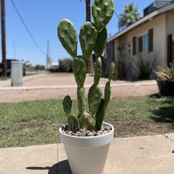 Prickly Pear Cactus  Plant 