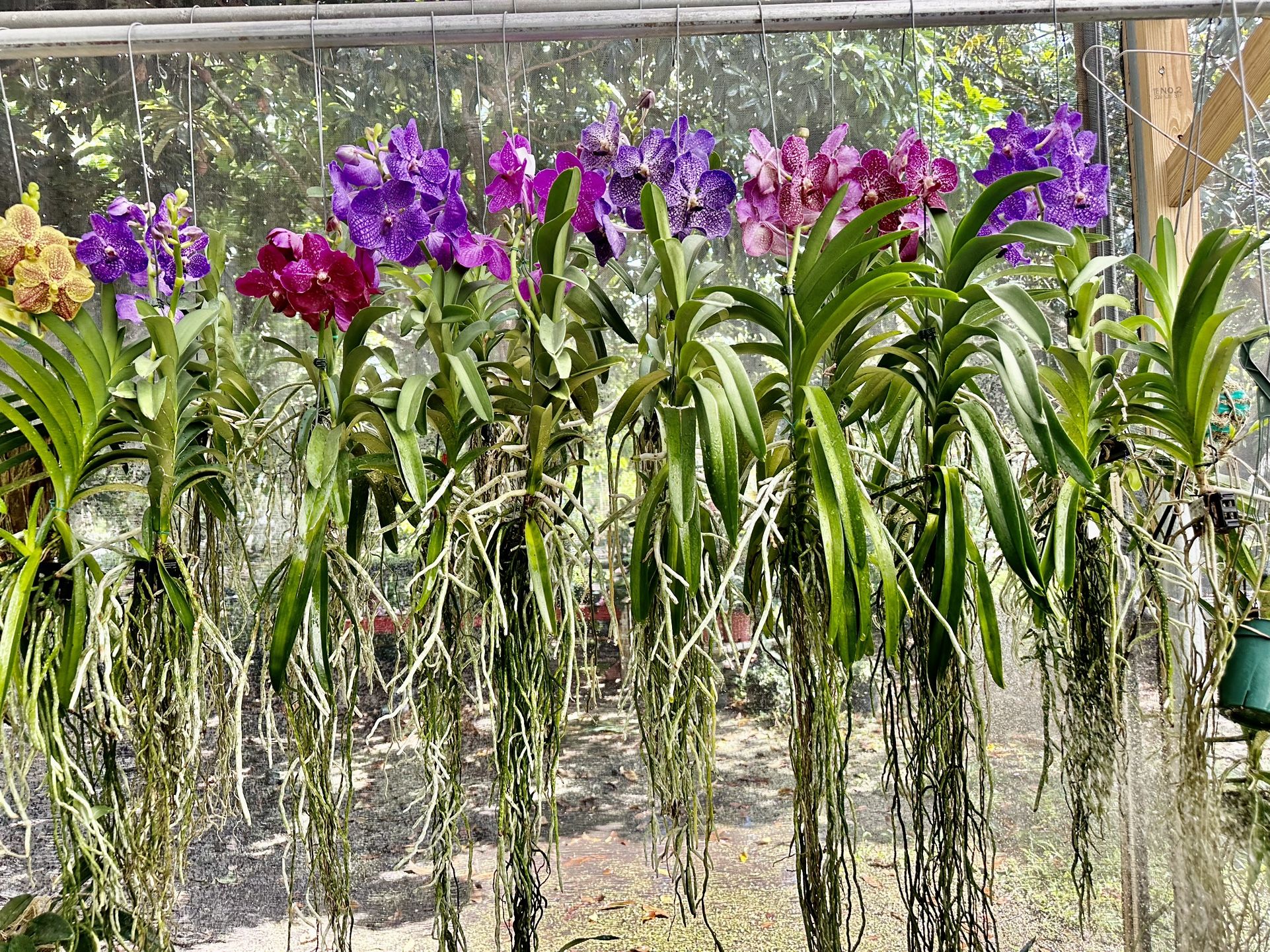 Vanda Orchids