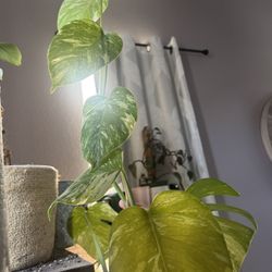 6 Leaf Monstera Albo (technically 8 Leaves)