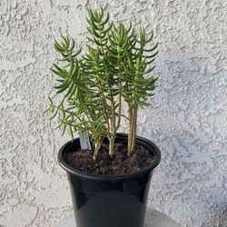 1.5 Gallon Pot Succulent Plant - Crassula Tetragona - Karkai Mini Pine Tree - Rooted & Established - Drought resistant - 🪴