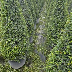 Topiary  Cones Tall Full Green  Fertilized  Ready For Planting Instant Privacy Hedge  Same Day Transportation 