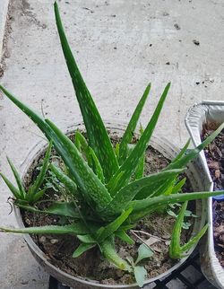 Aloe vera