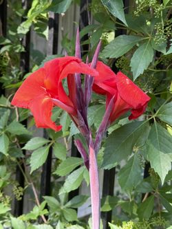 Canna Lillie’s
