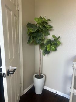 Faux Fiddle plant