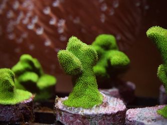 Neon Branching Green Psammocora 