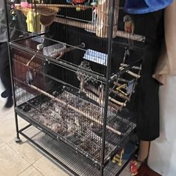 Bird Cage 