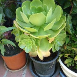 Aeonium Arboreum/Tree Houseleek Plant In Pot