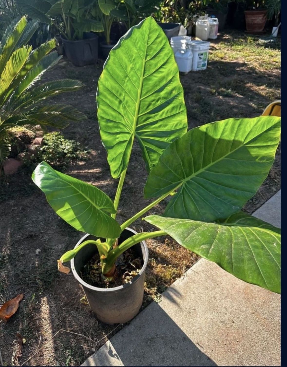 Alocasia Elephant Ear Plant