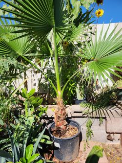 #15gl Mexican palm $45.