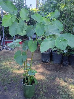 Yerva Santa plant ☘️ for sale $15 dollar 💵 each one