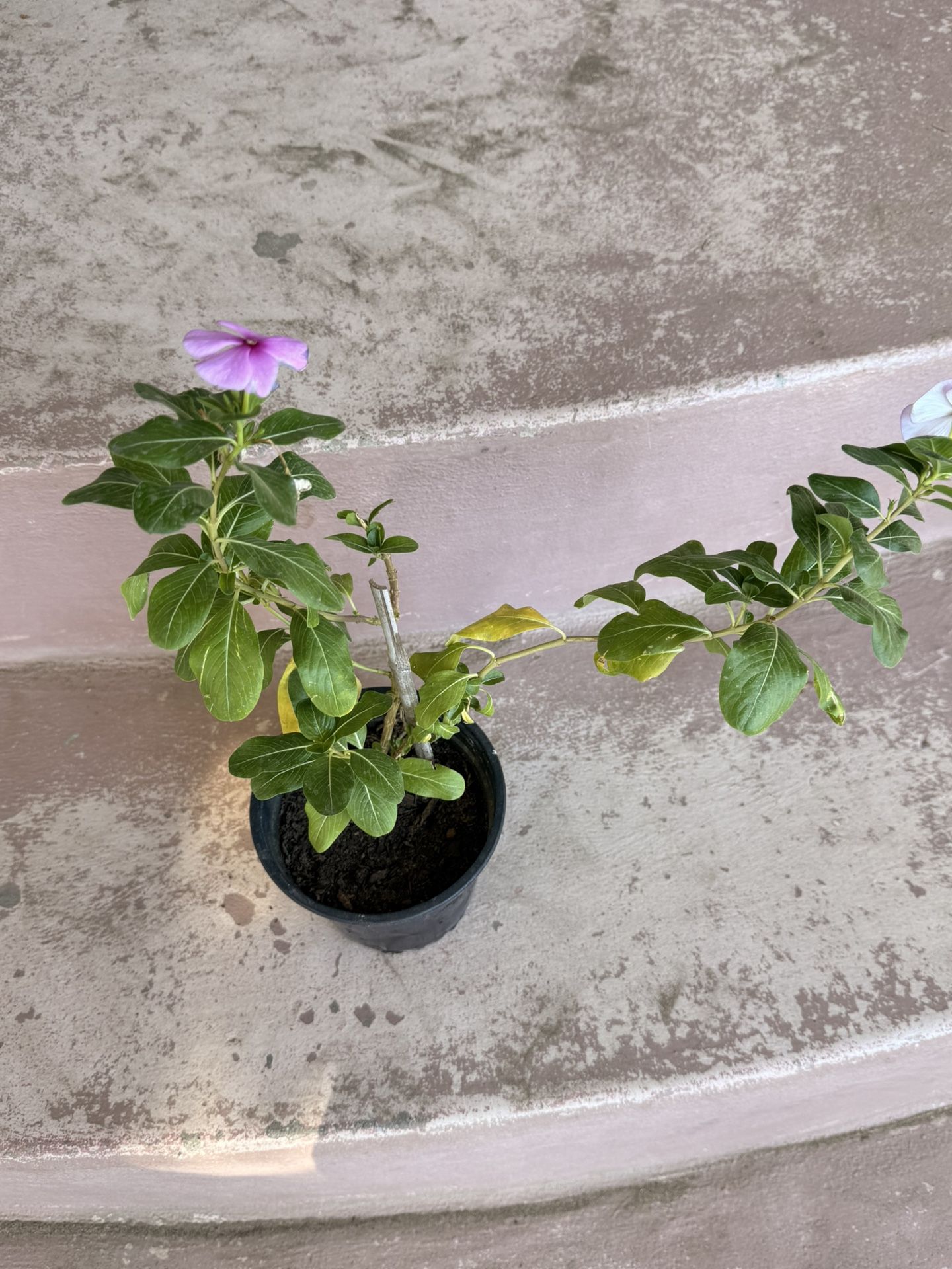 Planta