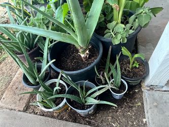 Aloe Vera Plants Various Sizes